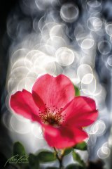 Rn101080807-Rosenblüte im Licht